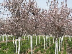 供應(yīng)紅葉李、海棠、紫薇、灑金柏、花柏