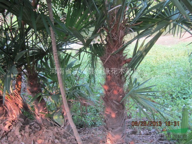 1米棕榈价格是多少，1.2米棕榈价格，河南潢川棕榈价格