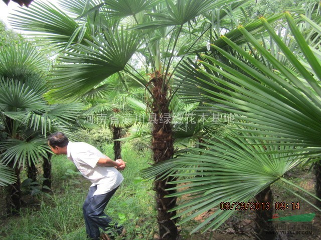 河南信陽(yáng)棕櫚基地，30公分棕櫚圖片，1米棕櫚價(jià)格