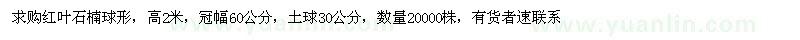 求購高2米紅葉石楠球形