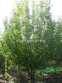 出售八棱海棠树、新疆杨、油松、国槐、柳树、杏树等大风景绿化树