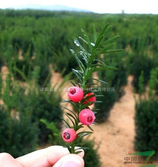 曼地亞紅豆杉 1-10年苗