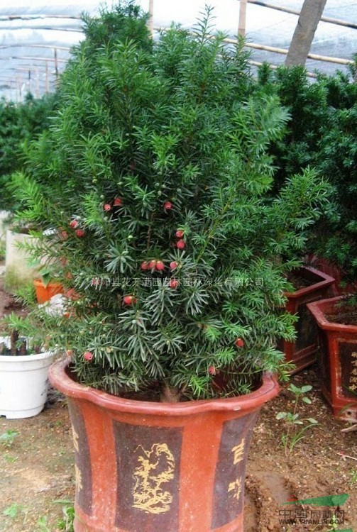 曼地亞紅豆杉 1-10年苗