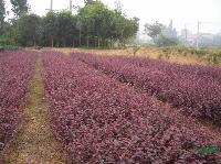 河南潢川紅花繼木產(chǎn)地，河南信陽(yáng)花木基地，紅花繼木圖片