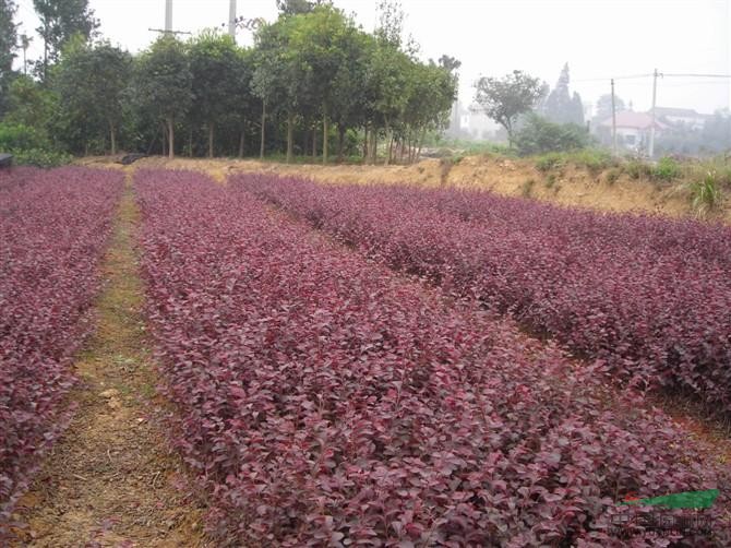 哪有紅花繼木球，河南信陽紅花繼木基地，紅花繼木造型