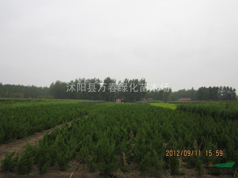 低價(jià)銷售2013 蜀檜 蜀檜小苗 蜀檜價(jià)格 規(guī)格齊全 質(zhì)優(yōu)