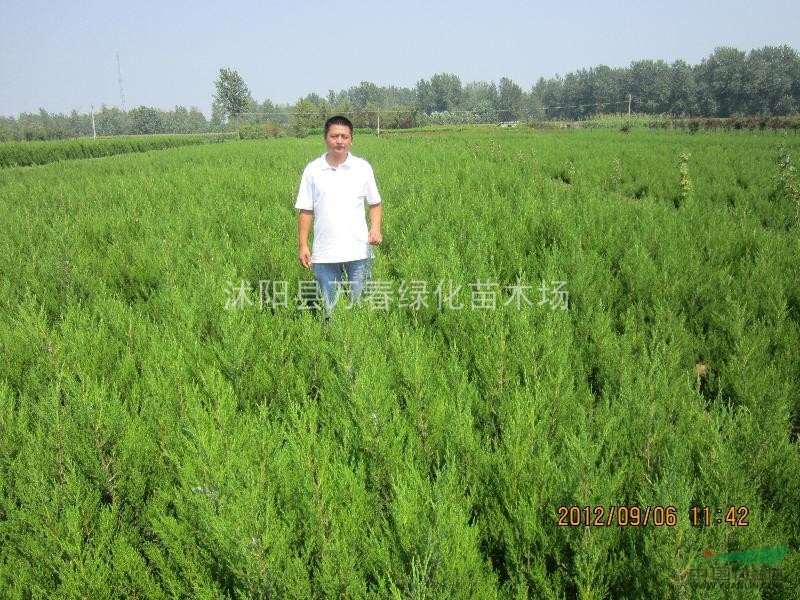 低價(jià)銷售2013 蜀檜 蜀檜小苗 蜀檜價(jià)格 規(guī)格齊全 質(zhì)優(yōu)