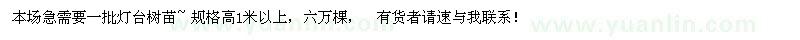 求購高1米以上燈臺樹(shù)苗