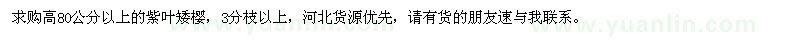 求購(gòu)高80公分以上紫葉矮櫻