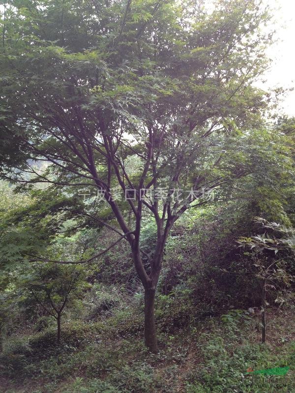 精品大紅楓15-20公分