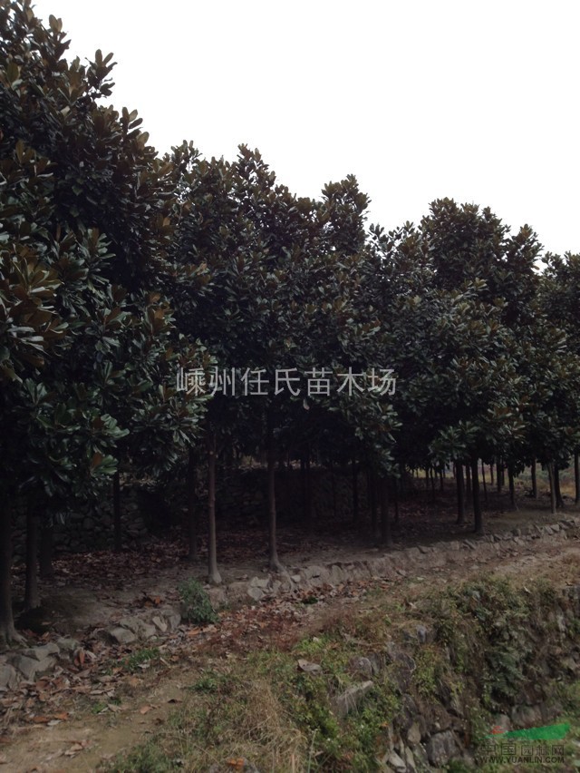 精品廣玉蘭