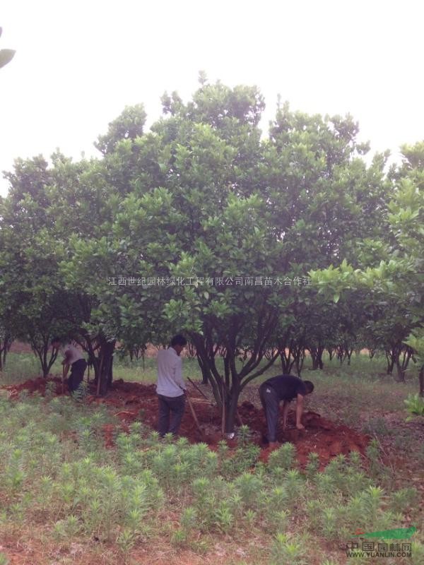 江西地區(qū)供應(yīng)15-20公分香泡