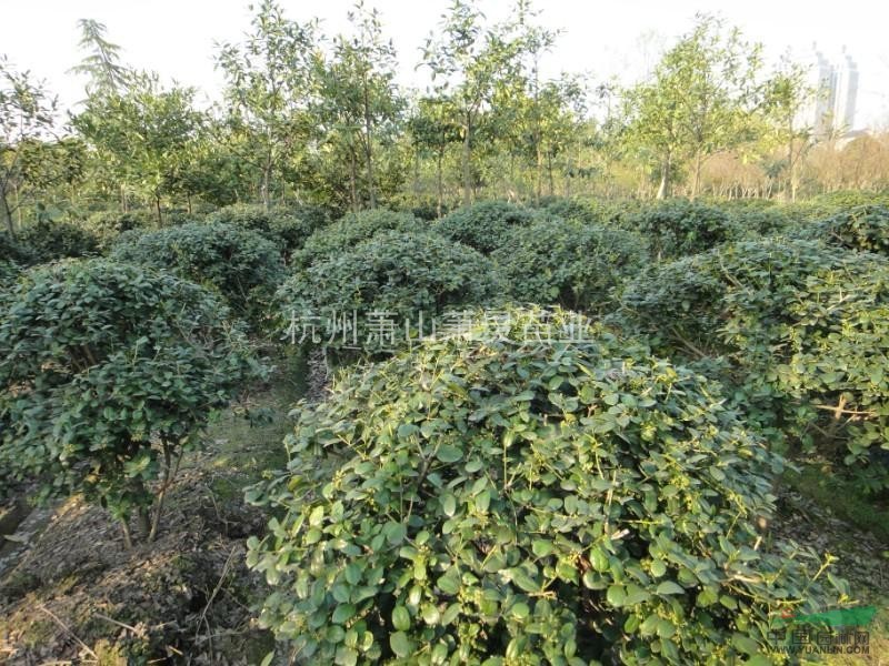 供應無刺枸骨