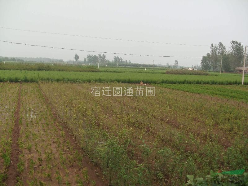 龍柏