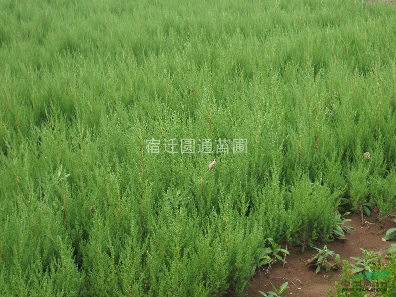 龍柏