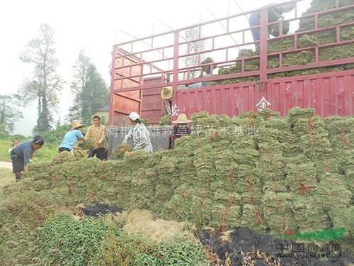 貴州批發(fā)綠化草皮基地