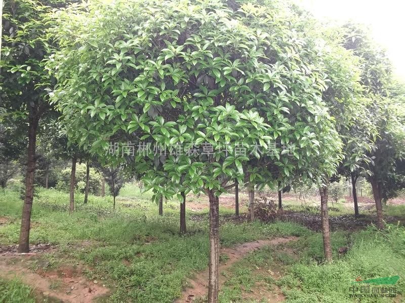 貴州草皮種植基地