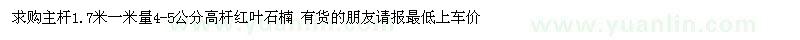 求購1米量4-5公分高桿紅葉石楠