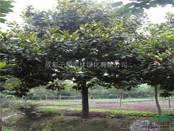 12公分價(jià)格廣玉蘭價(jià)格苗木供應(yīng)貴州  2013年價(jià)格最優(yōu)