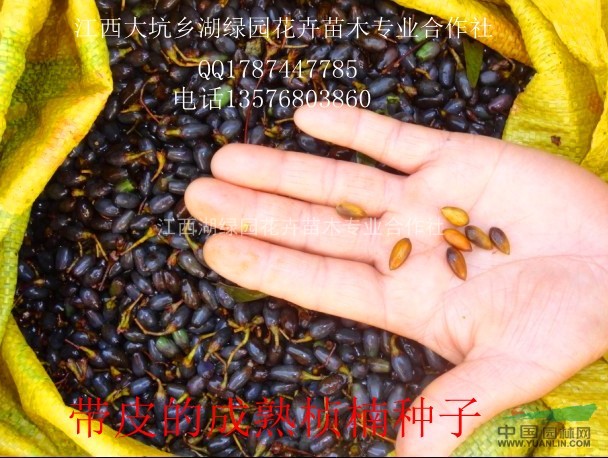江西楨楠種子，優(yōu)質(zhì)楨楠種子批發(fā)，楨楠種子價格，楨楠凈種