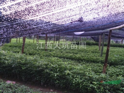 大量供應(yīng)20-35公分楨楠苗，楨楠袋苗