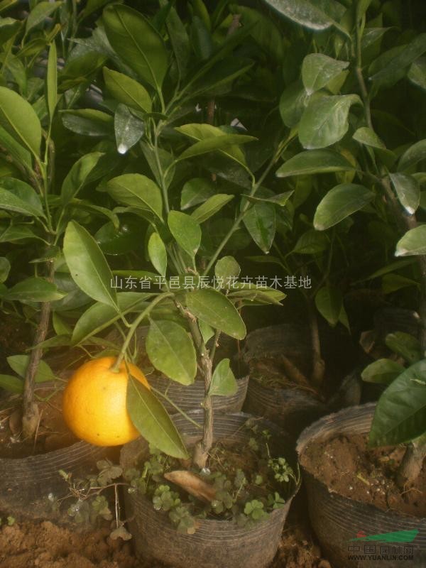高100-160公分橘子苗