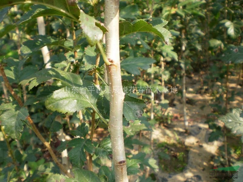 山楂樹小苗