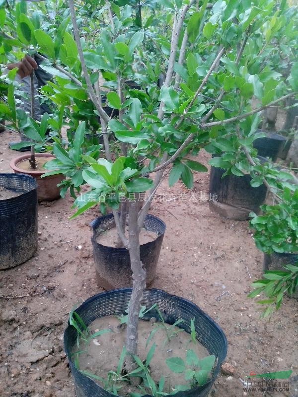 臨沂市平邑縣1公分石榴苗