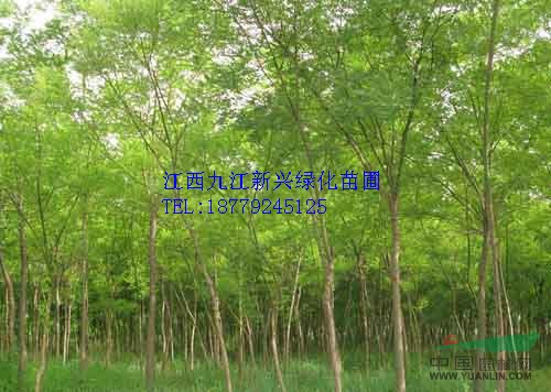 国槐国槐报价/江西国槐报价/九江国槐报价/江西九江国槐报价