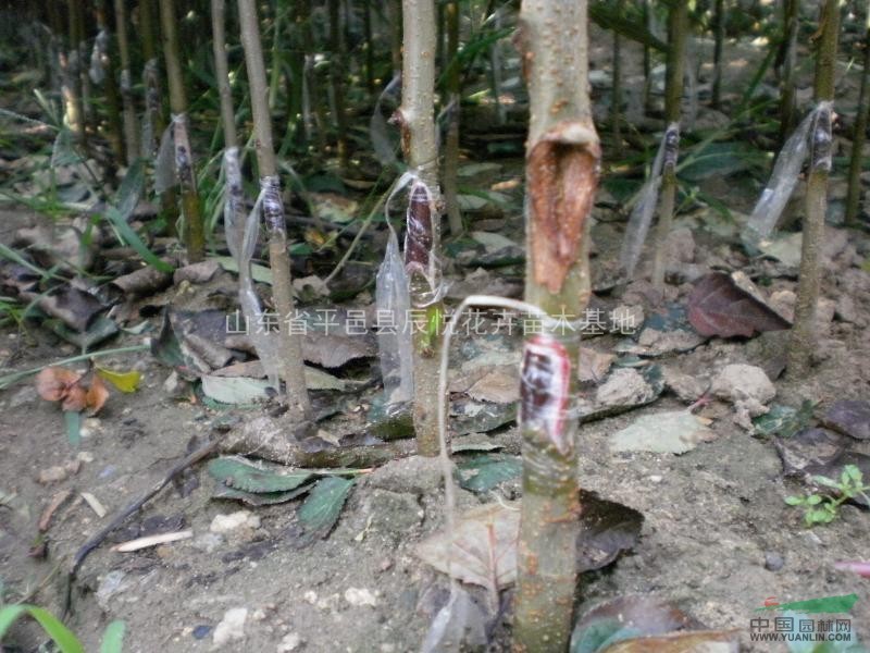 平邑甜茶苗