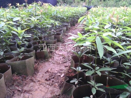 哪里有30公分以上楨楠苗，楠木苗