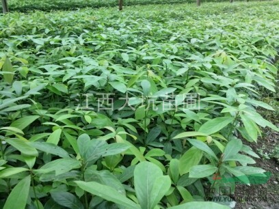 哪里有30公分以上楨楠苗，楠木苗