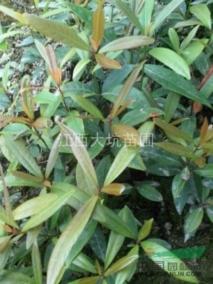 江西最專業(yè)的刨花楠苗圃基地
