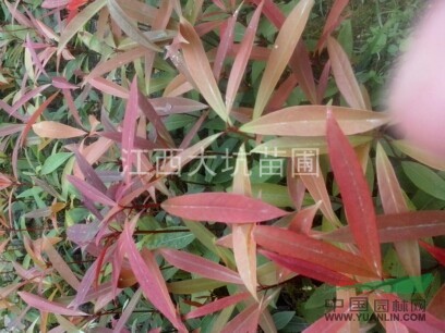 江西最專業(yè)的刨花楠苗圃基地