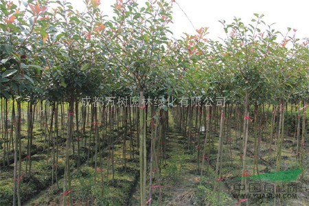 紅葉石楠供應  紅葉石楠批發(fā)  量大價優(yōu)