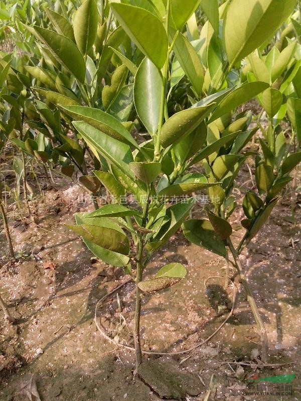 蜜桔、橘子樹