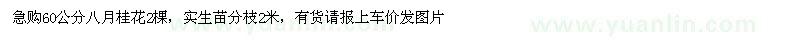 求購60公分八月桂