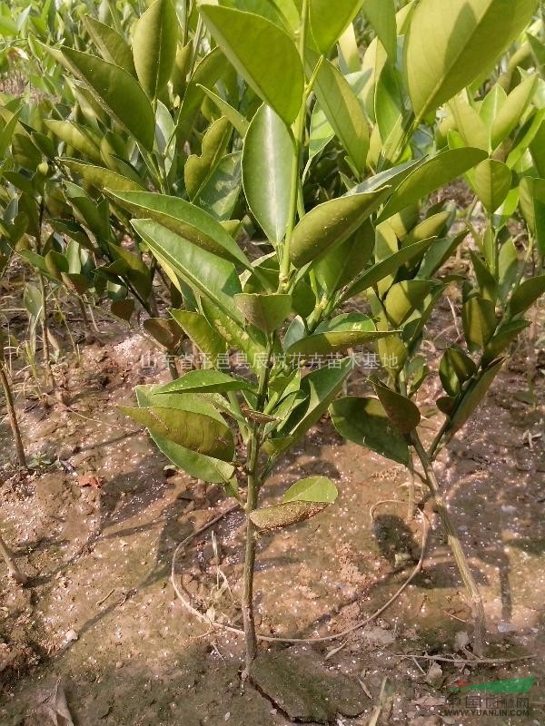 橙子、橘子樹