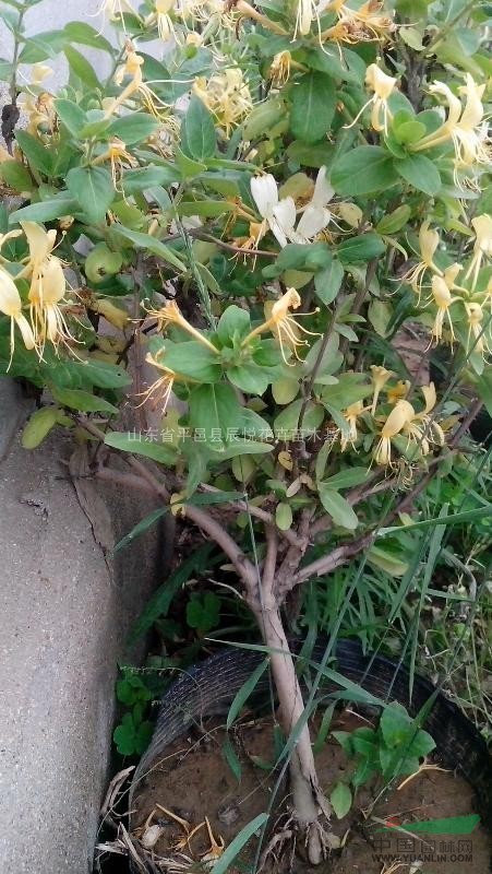 平邑金銀花