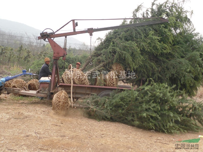 南京宏武雪松基地常年低價出售300多種綠化苗木