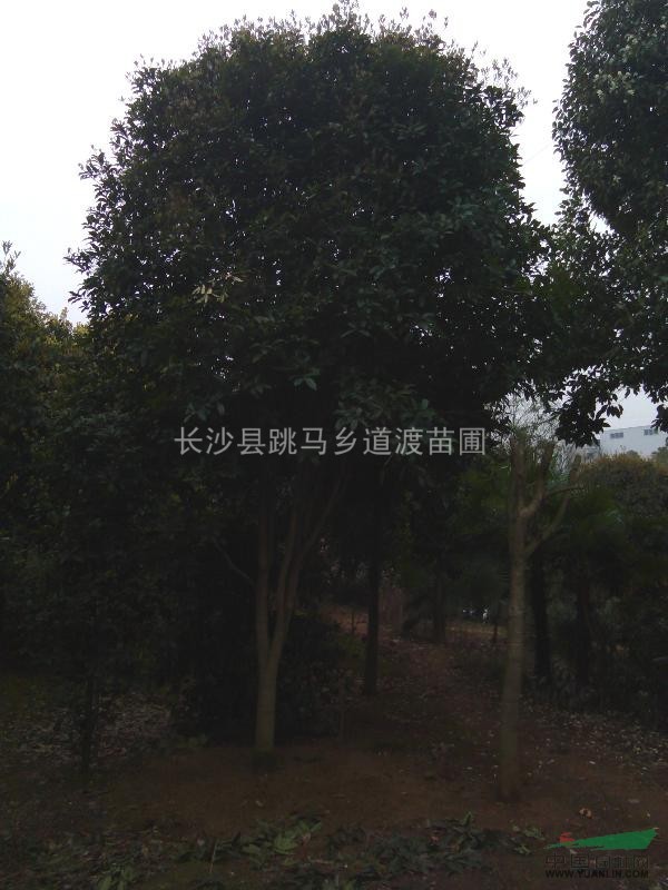 供應(yīng)桂花樹，湖南桂花樹，桂花苗，桂花價(jià)格，大桂花，精品桂花