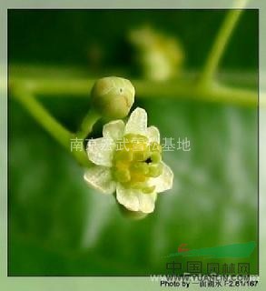 香樟為樟科常綠喬木，南京宏武基地長期供應(yīng)