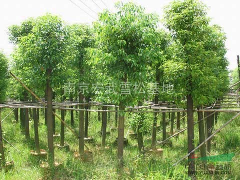 香樟為樟科常綠喬木，南京宏武基地長期供應(yīng)