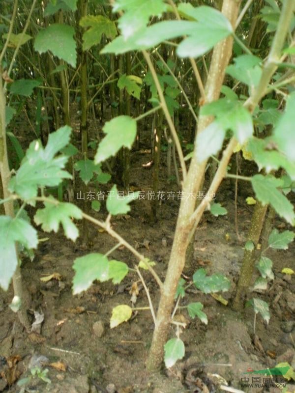 1.5公分木槿花