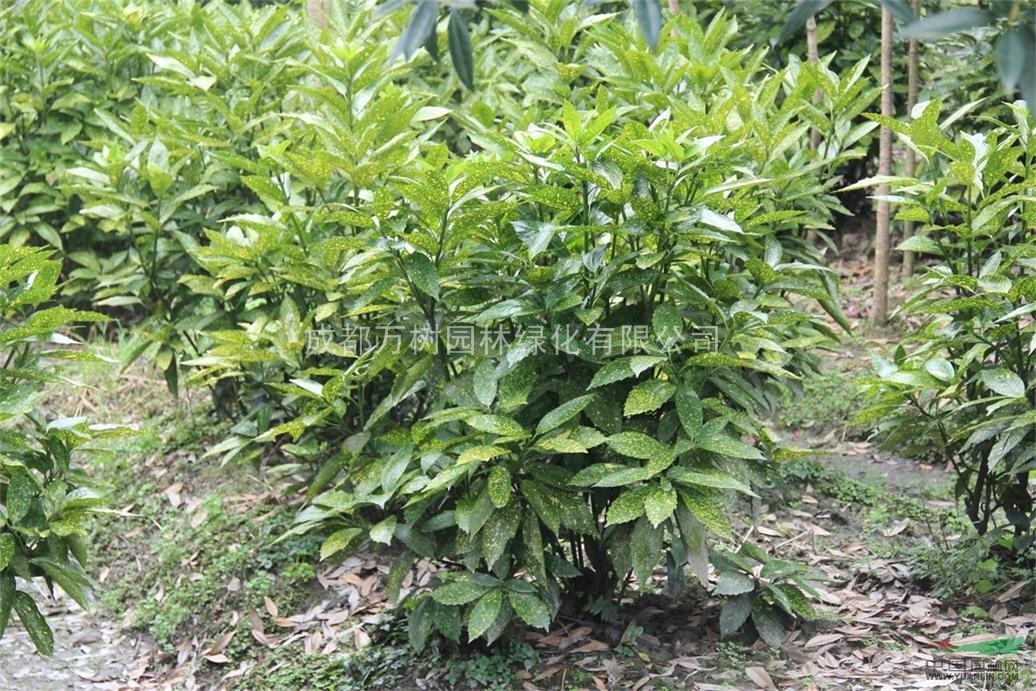 灑金珊瑚 最新供應  批發(fā)價格