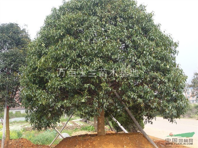 供應(yīng)白玉蘭，紅玉蘭 ，廣玉蘭，五角楓，三角楓，