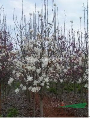 供應(yīng)白玉蘭，紅玉蘭 ，廣玉蘭，五角楓，三角楓，