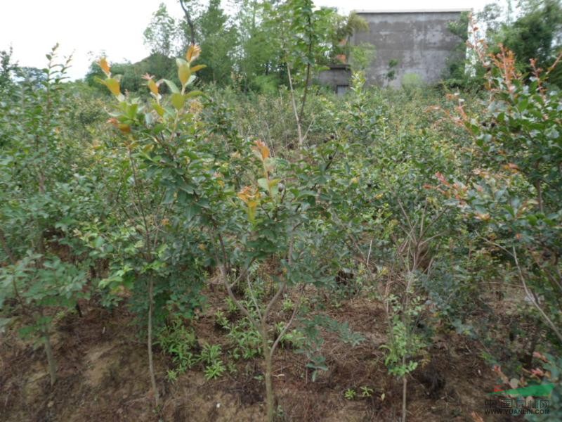 大量供應(yīng)黃山欒樹,楓香,桂花,雞爪槭小苗