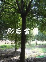 香樟2014香樟價格報價行情