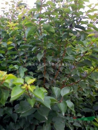山東臨沂杏樹苗